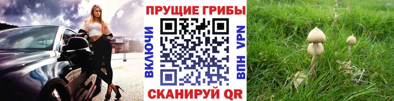 Галлюциногенные грибы Psilocybine cubensis  Наволоки 
